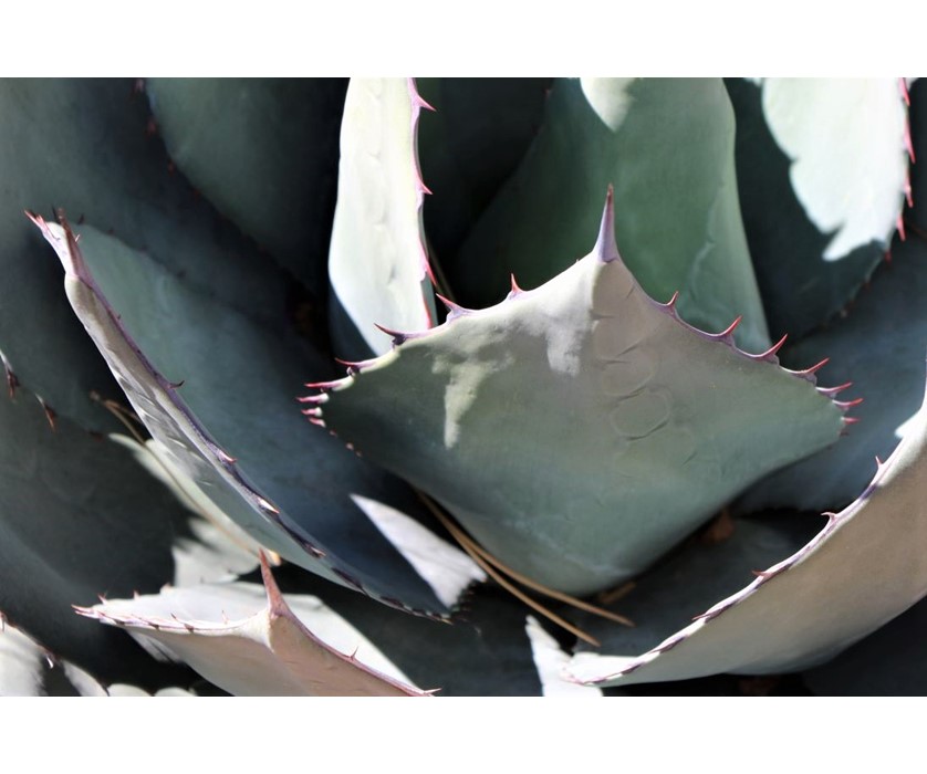 Havard's Century Plant